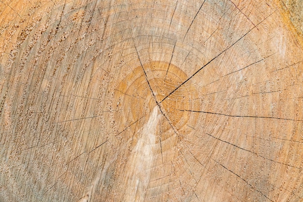 Anillo de tronco de árbol