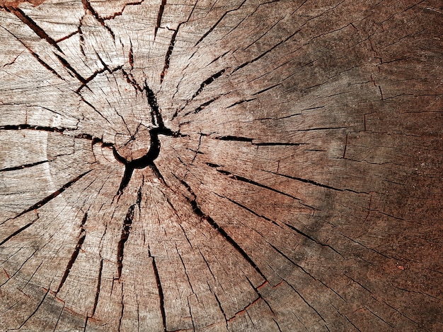 Anillos de árbol vieja textura de madera desgastada con la sección transversal de un tronco cortado. La textura del tronco del árbol. Textura de registro de sección transversal.