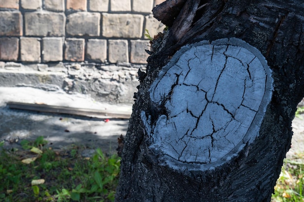 Los anillos de los árboles vieja textura de madera desgastada pintada de gris con una sección transversal de un tronco cortado en una niebla de ab
