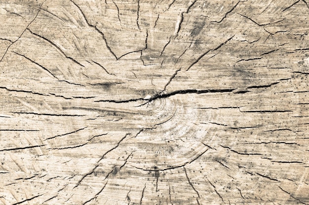 Los anillos de los árboles vieja textura de madera desgastada