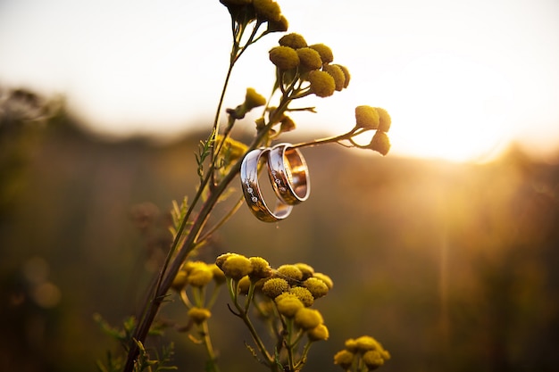 Anillos de boda closeup en rama