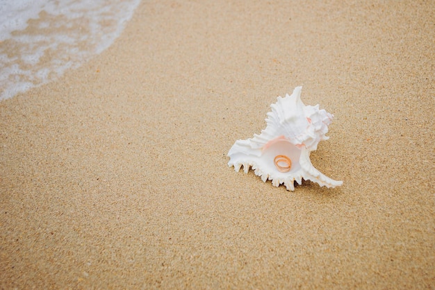 Anillos de boda en una concha en la playa