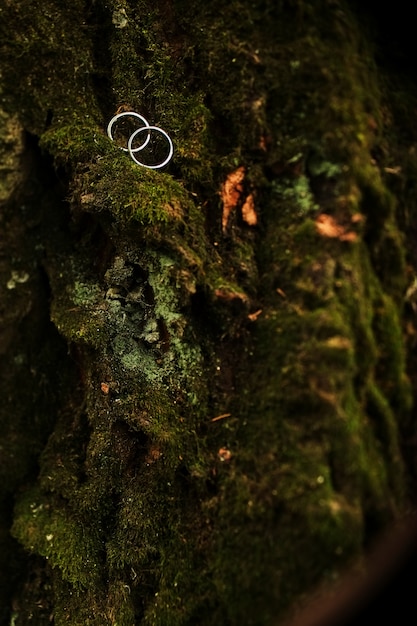 Los anillos de boda se encuentran en el musgo verde al pie del árbol.