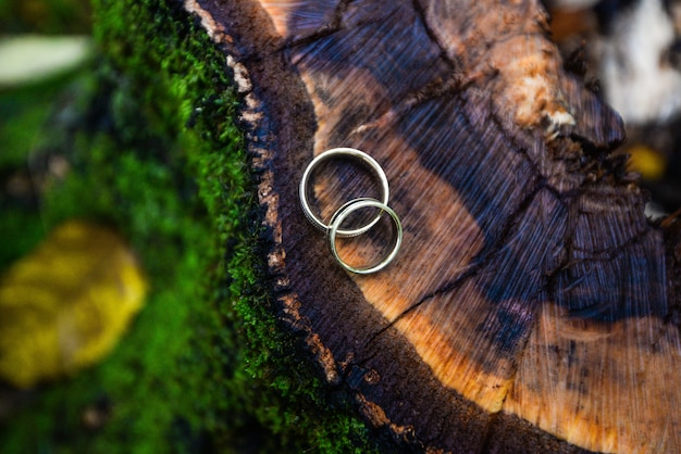 Los anillos de boda se encuentran en un tocón de madera