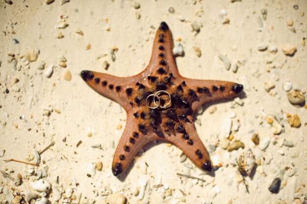 Anillos de boda en estrella de mar