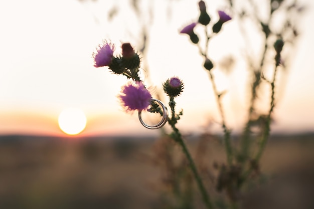 Anillos de boda en una flor con el telón de fondo de la puesta de sol