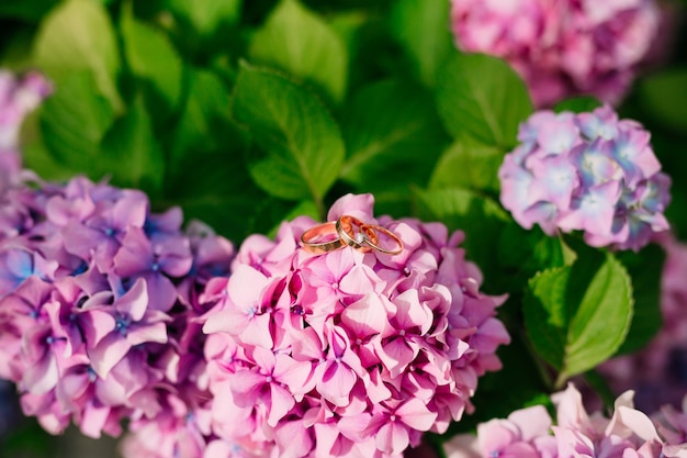 Anillos de boda en las hortensias