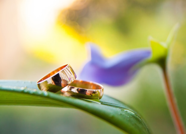 Anillos de boda en maceta verde con flor violeta