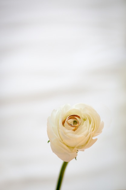 Los anillos de boda, de oro con una rosa blanca