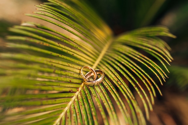 Anillos de boda de oro