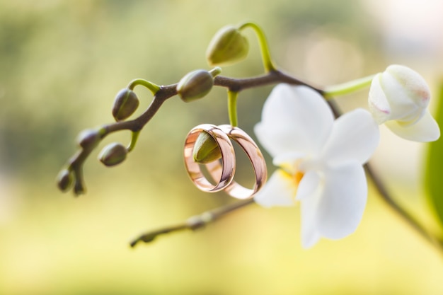 Anillos de boda de oro