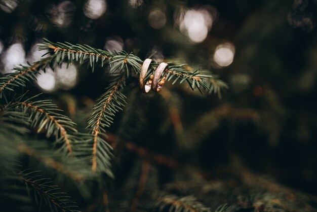 Anillos de boda en la rama de un árbol