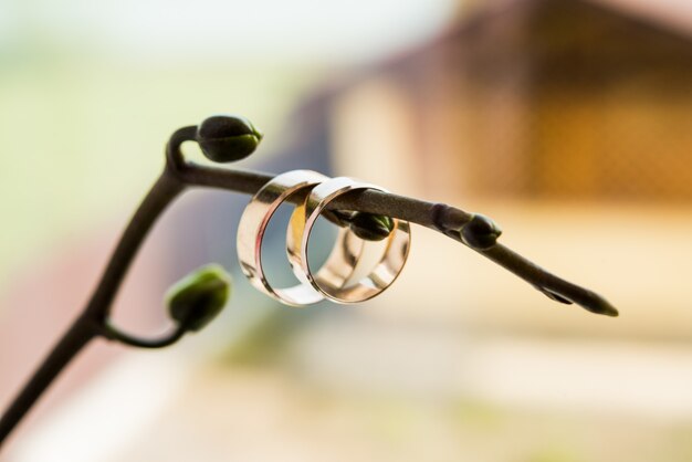 Anillos de boda en una rama