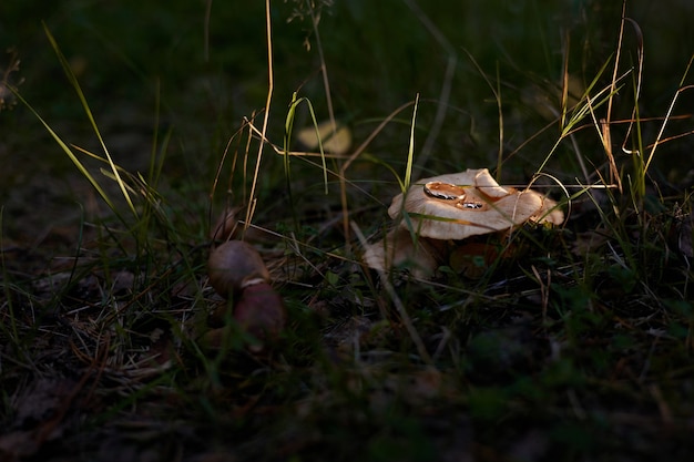 anillos de boda en setas en el bosque