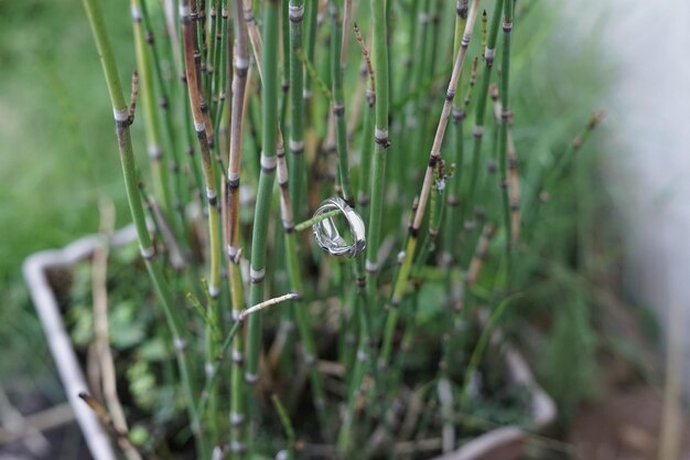 Anillos de boda símbolo amor familia Un par de anillos de boda sencillos