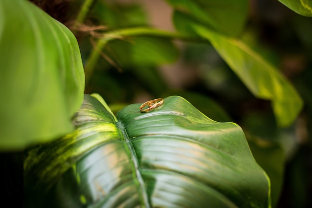 Anillos de bodas de oro en las hojas de Hosta Leaf