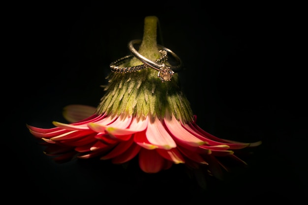 Anillos de bodas de plata en flor rosa