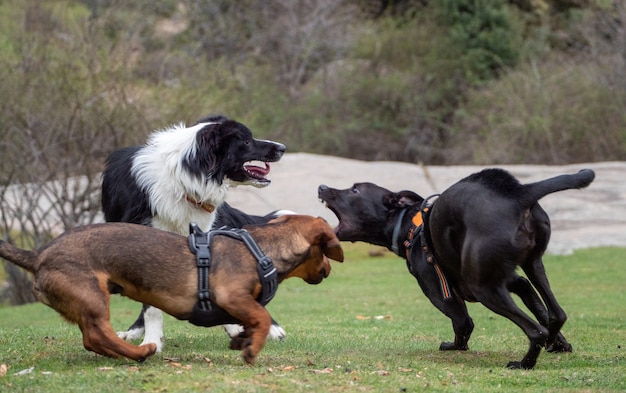 Animado, três cachorros brincando em um prado. Três cachorros correndo e brincando juntos.