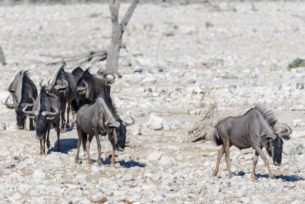 Animais africanos selvagens -gnu, kudu, orix, gazela, zebras bebendo água no poço de água