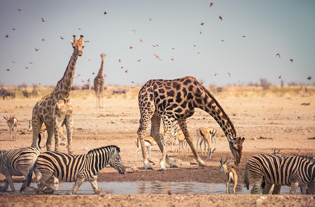 Animais bebendo água em um poço dentro do Parque Nacional Etosha Namíbia África