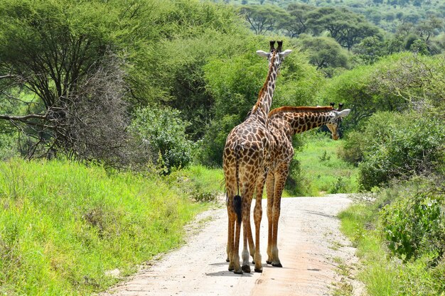 animais da girafa áfrica selvagem no parque nacional da tanzânia