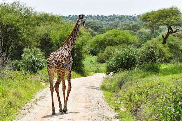 animais da girafa áfrica selvagem no parque nacional da tanzânia