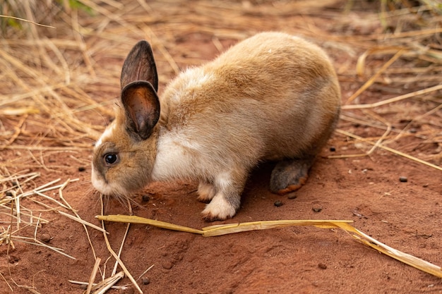 Animais de coelhos europeus