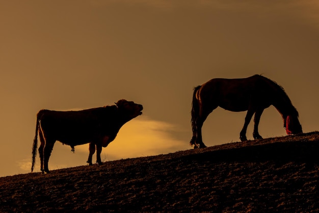 Animais de criação durante o pôr-do-sol