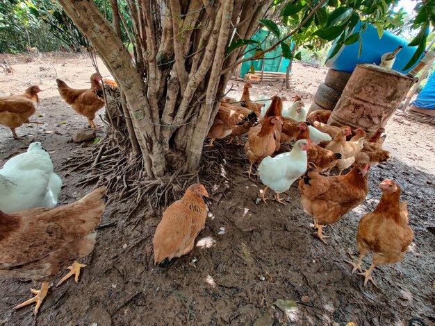 Animais de criação no campo