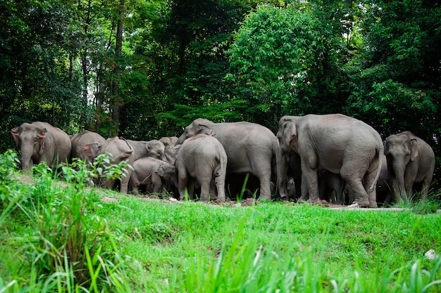 Animais de elefantes tailandeses na natureza da floresta em Khao Yai