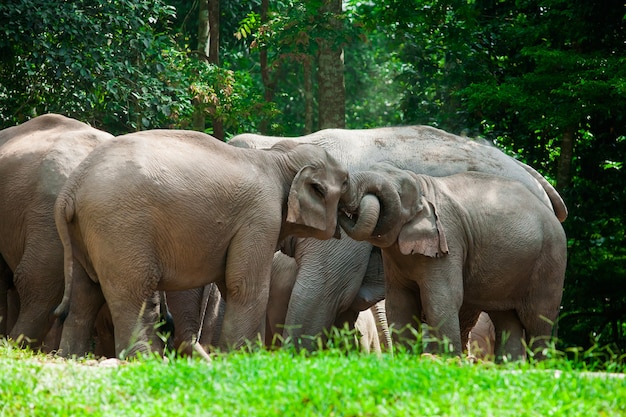 Animais de elefantes tailandeses na natureza da floresta em Khao Yai