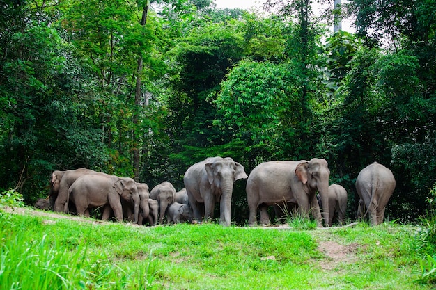 Animais de elefantes tailandeses na natureza da floresta em Khao Yai