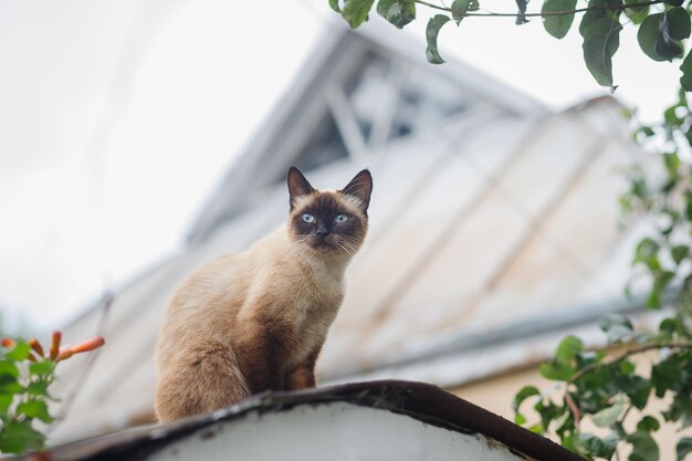 Animais de estimação de telhado siamês no verão na casa de campo