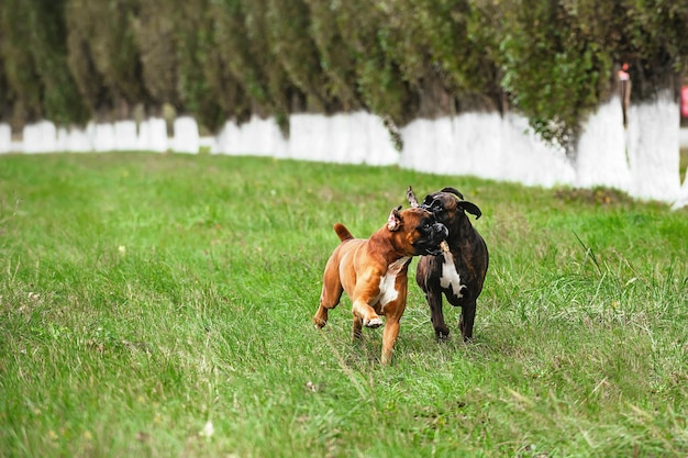 animais de estimação, dois cães da raça boxer alemão brincam alegremente e ativamente um com o outro em uma caminhada