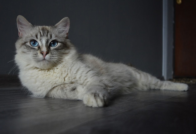 Foto animais de estimação e conceito de animais de raça. retrato do gato malhado de olhos azuis.