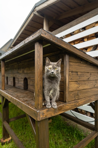 animais de estimação em uma casa de campo. Um lindo gato adulto