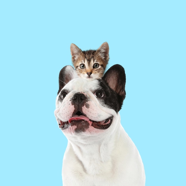 Animais de estimação felizes Retrato de buldogue francês e gatinho fofo em fundo azul claro pálido