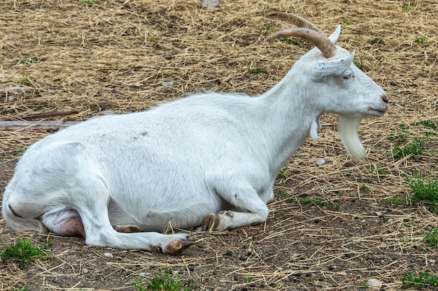 Animais de estimação Uma cabra doméstica está no chão e descansa