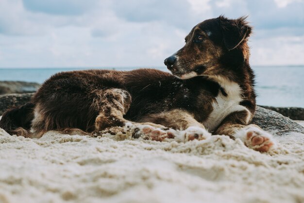 Animais de férias. Cachorro dormindo e relaxando na areia branca de uma ilha tropical