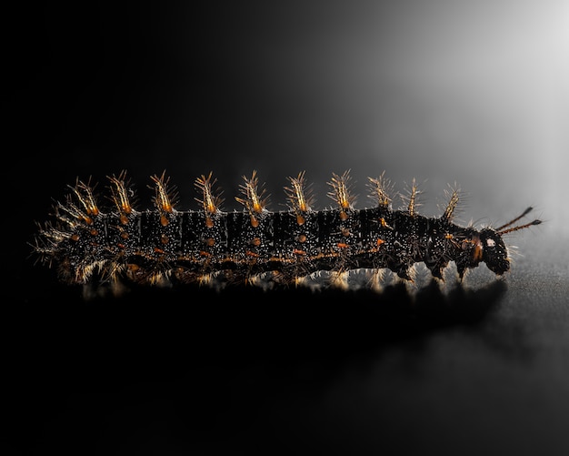 Animais de lagartas preto, laranja e amarelo worm isolar em preto