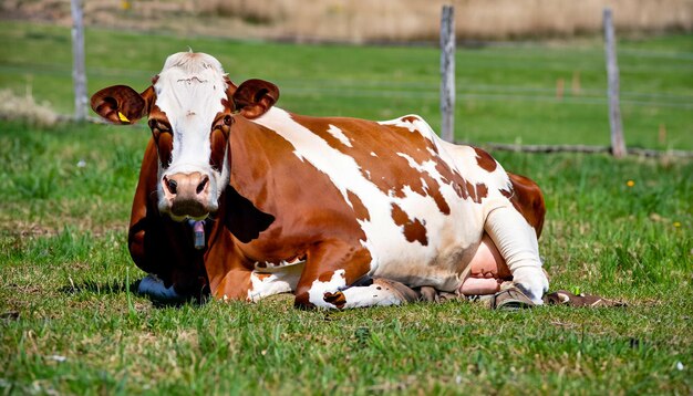 Foto animais de vaca