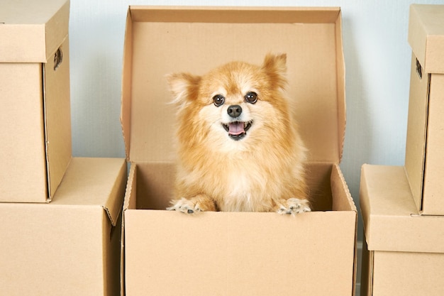 .Animais, deslocalização e conceito em movimento. Um pequeno cão de raça pura posa em uma caixa de papelão, muda seu local de residência com seus donos.