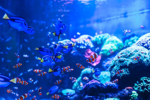 Animais do mundo subaquático do mar Ecossistema Peixes tropicais coloridos Vida no recife de corais
