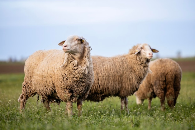 Animais domésticos de ovelha na exploração