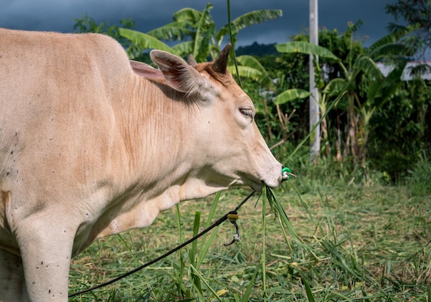 Foto animais domésticos em phuket