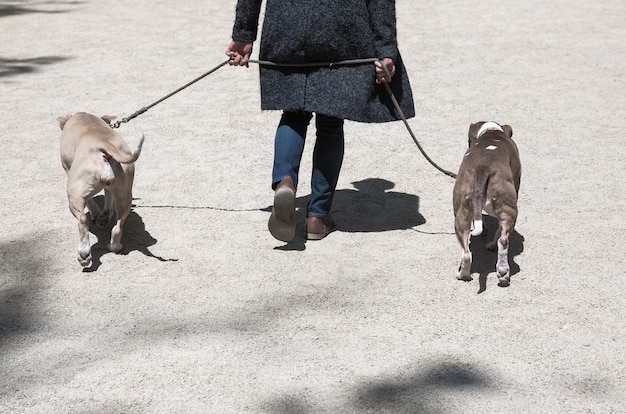 Animais e seus donos nas ruas da cidade grande. os cachorros nas ruas de nova york.