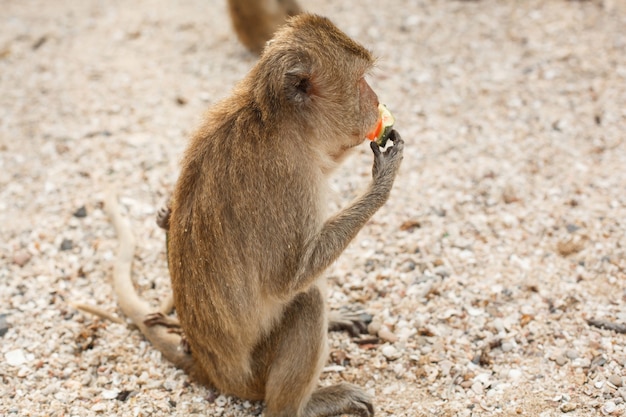 Animais e vida selvagem Macaquinho ou macaque senta-se na costa e come melancia