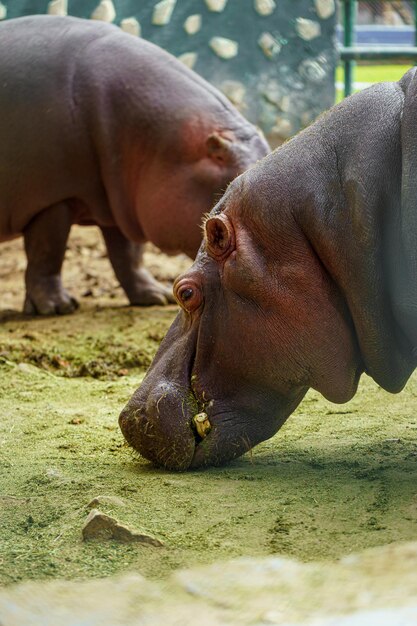 Foto animais em zoológicos