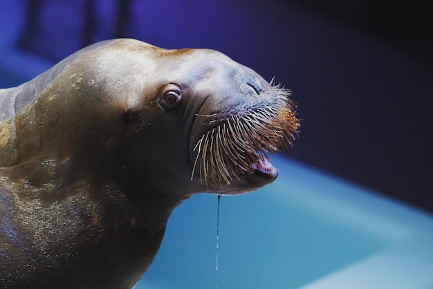 Animais marinhos focas nadam no dolphinarium em água azul.