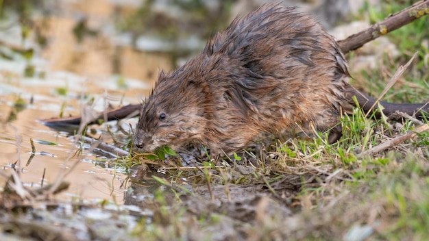 Animais Muskrat Ondatra zibethicus no habitat.